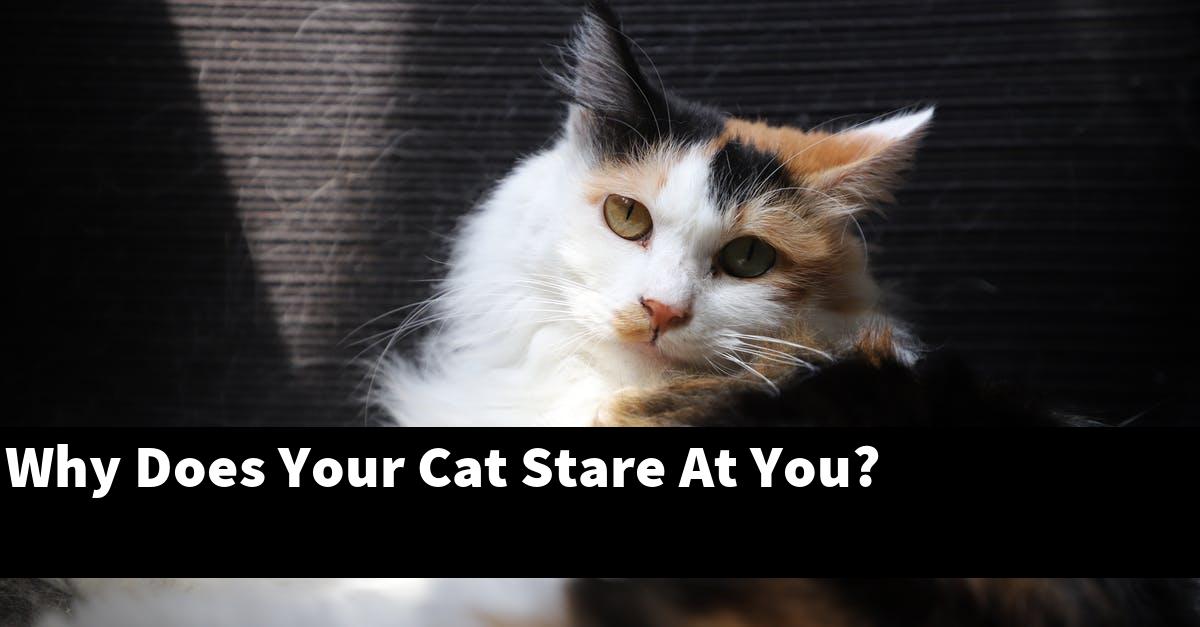 Why Does Your Cat Stare At You?