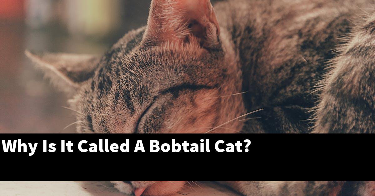Why Is It Called A Bobtail Cat?