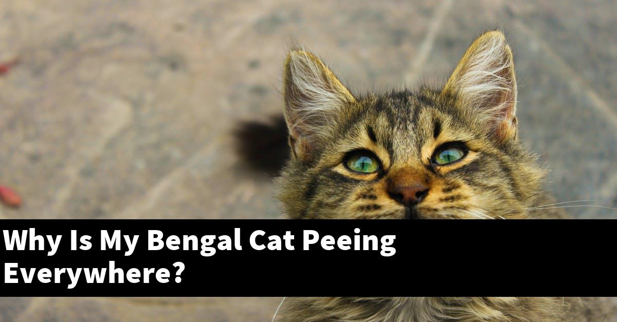 Why Is My Bengal Cat Peeing Everywhere?