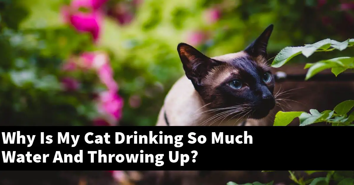 Why Is My Cat Drinking So Much Water And Throwing Up?