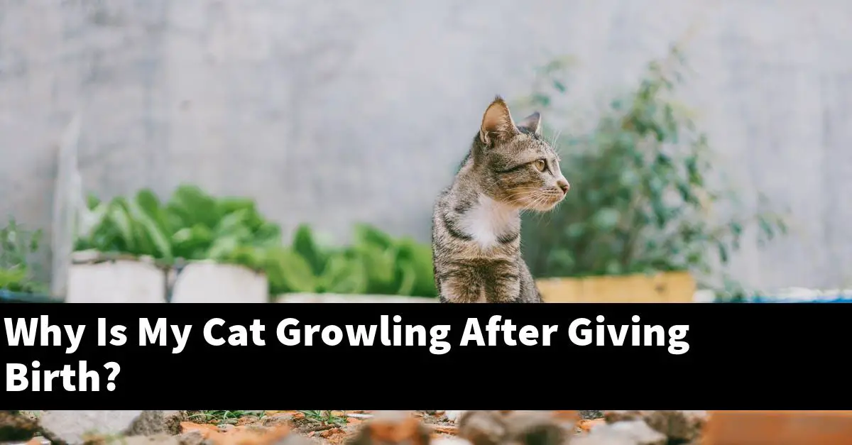 Why Is My Cat Growling After Giving Birth?