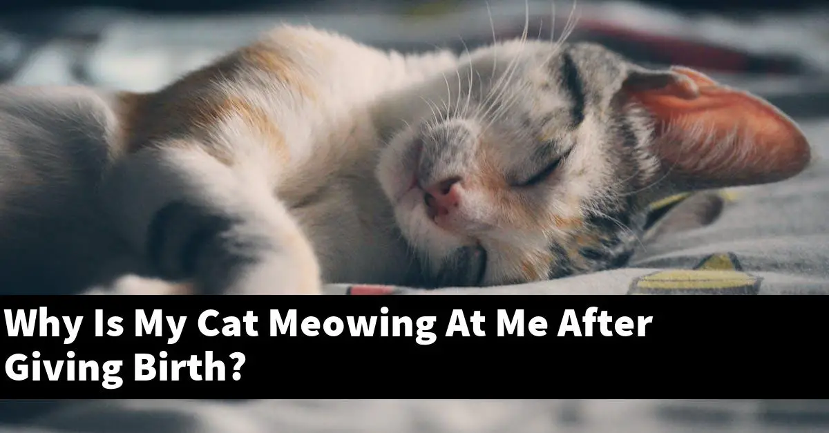 Why Is My Cat Meowing At Me After Giving Birth Explained 