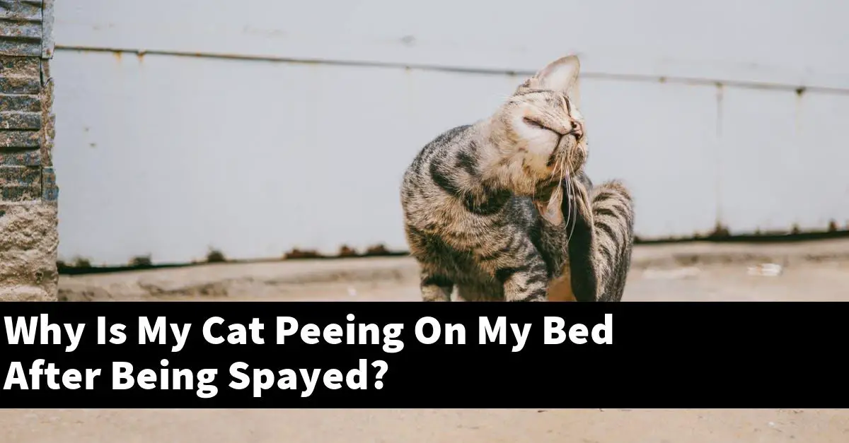Why Is My Cat Peeing On My Bed After Being Spayed?