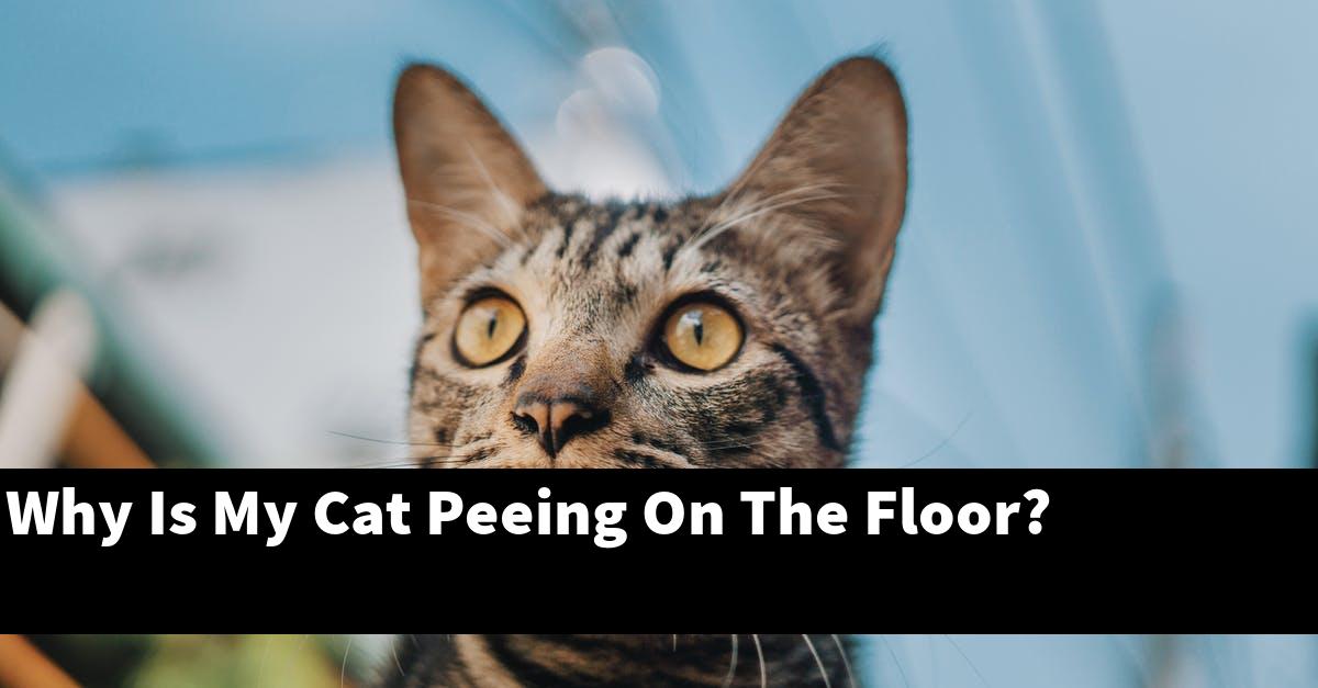 Why Is My Cat Peeing On The Floor?