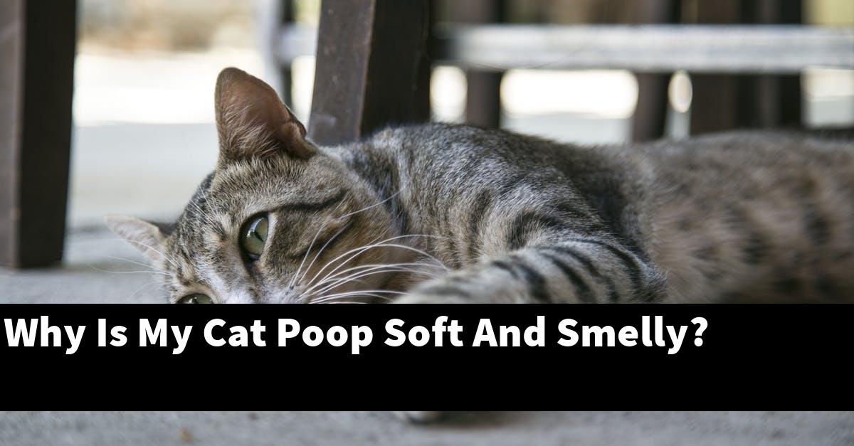 Why Is My Cat Poop Soft And Smelly?