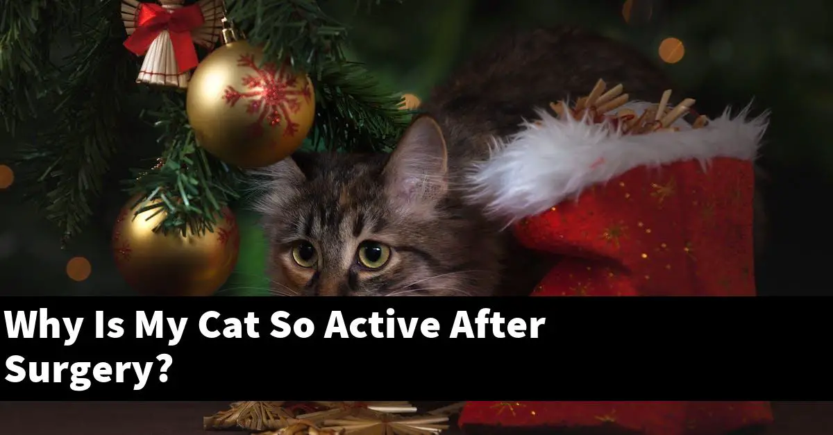 Why Is My Cat So Active After Surgery?