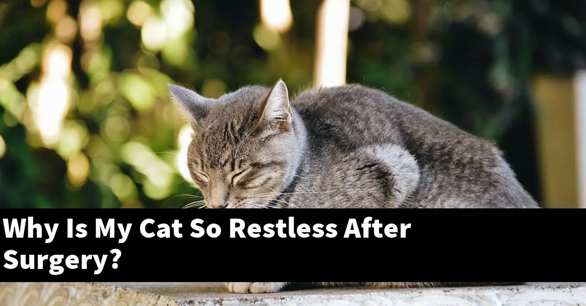 Why Is My Cat So Restless After Surgery?