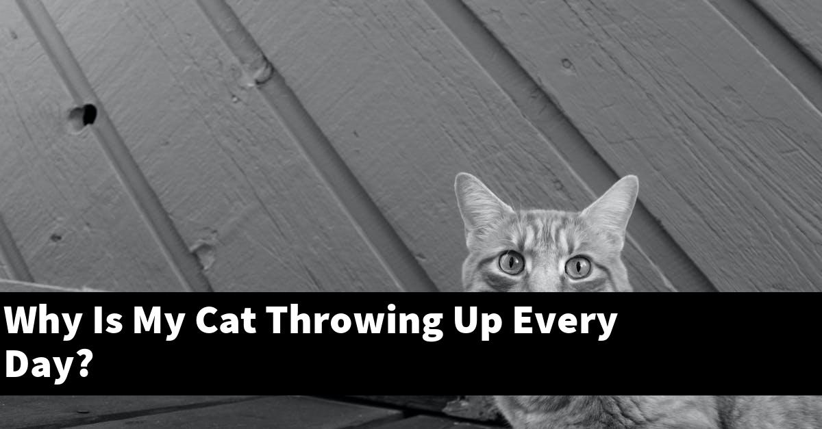 Why Is My Cat Throwing Up Every Day?