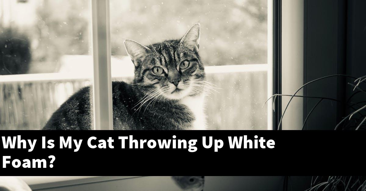 Why Is My Cat Throwing Up White Foam?