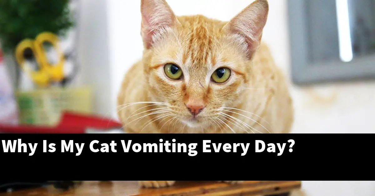 Why Is My Cat Vomiting Every Day?