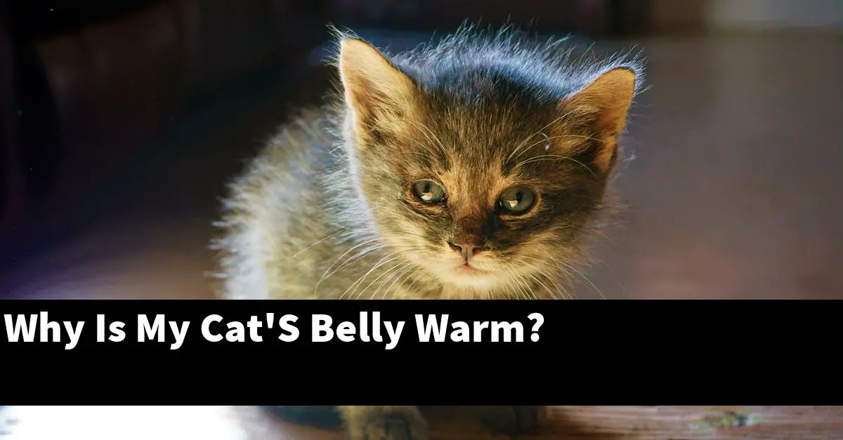 Why Is My Cat'S Belly Warm?