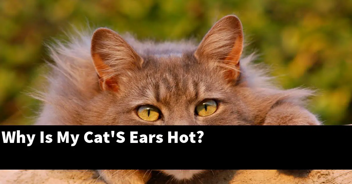 Why Is My Cat'S Ears Hot?