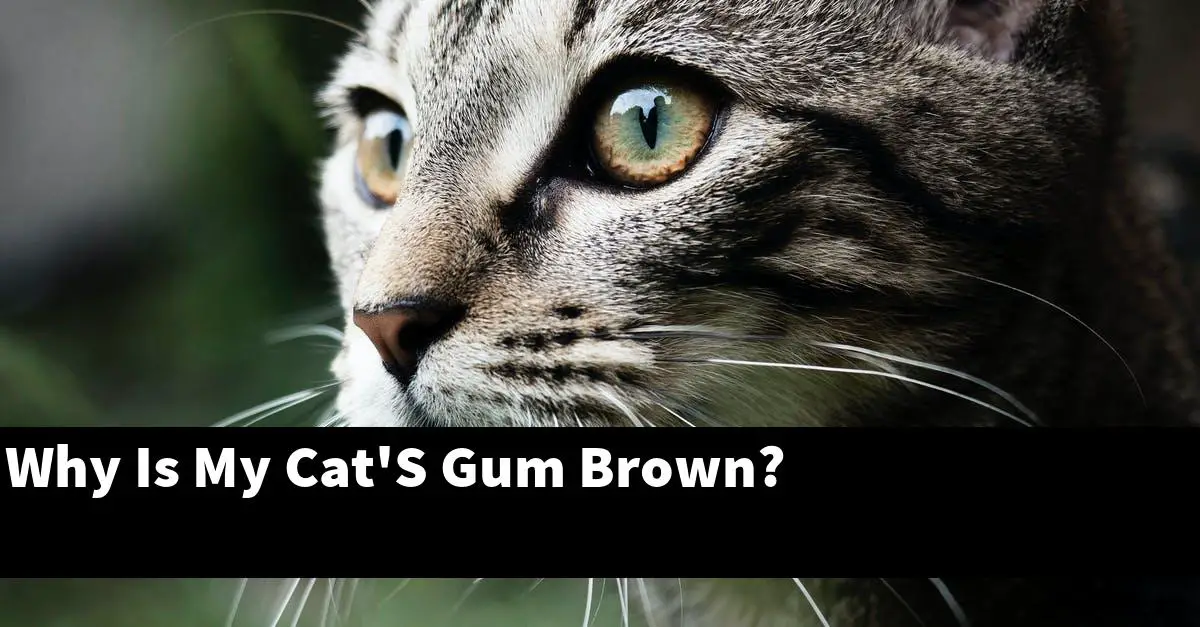 Why Is My Cat'S Gum Brown?