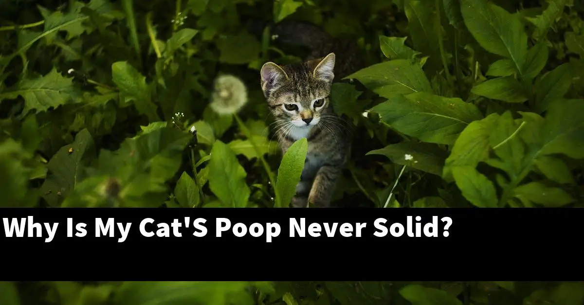 Why Is My Cat'S Poop Never Solid?