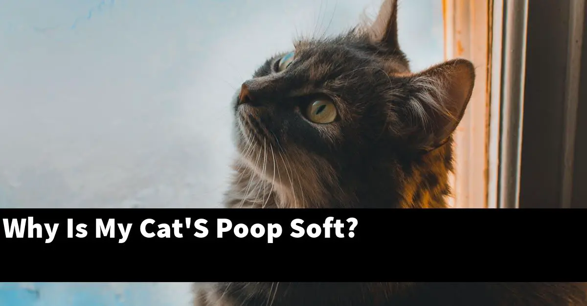 Why Is My Cat'S Poop Soft?
