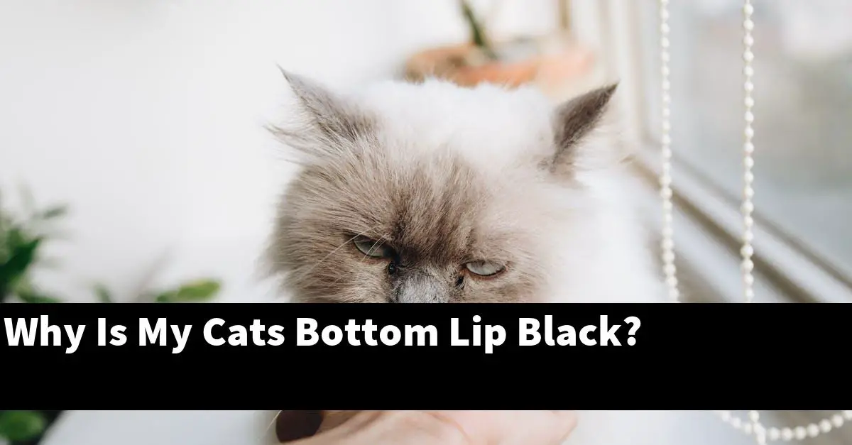 Why Is My Cats Bottom Lip Black?