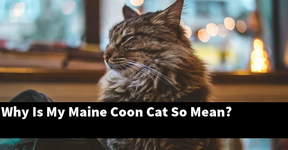 Why Is My Maine Coon Cat So Mean?