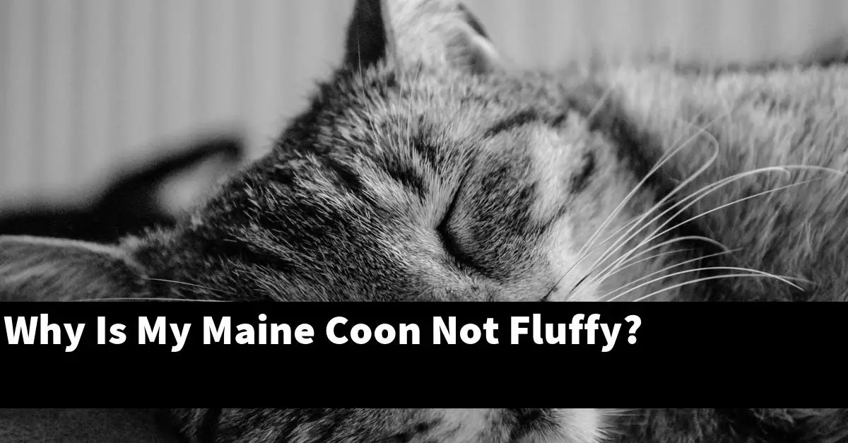 Why Is My Maine Coon Not Fluffy?
