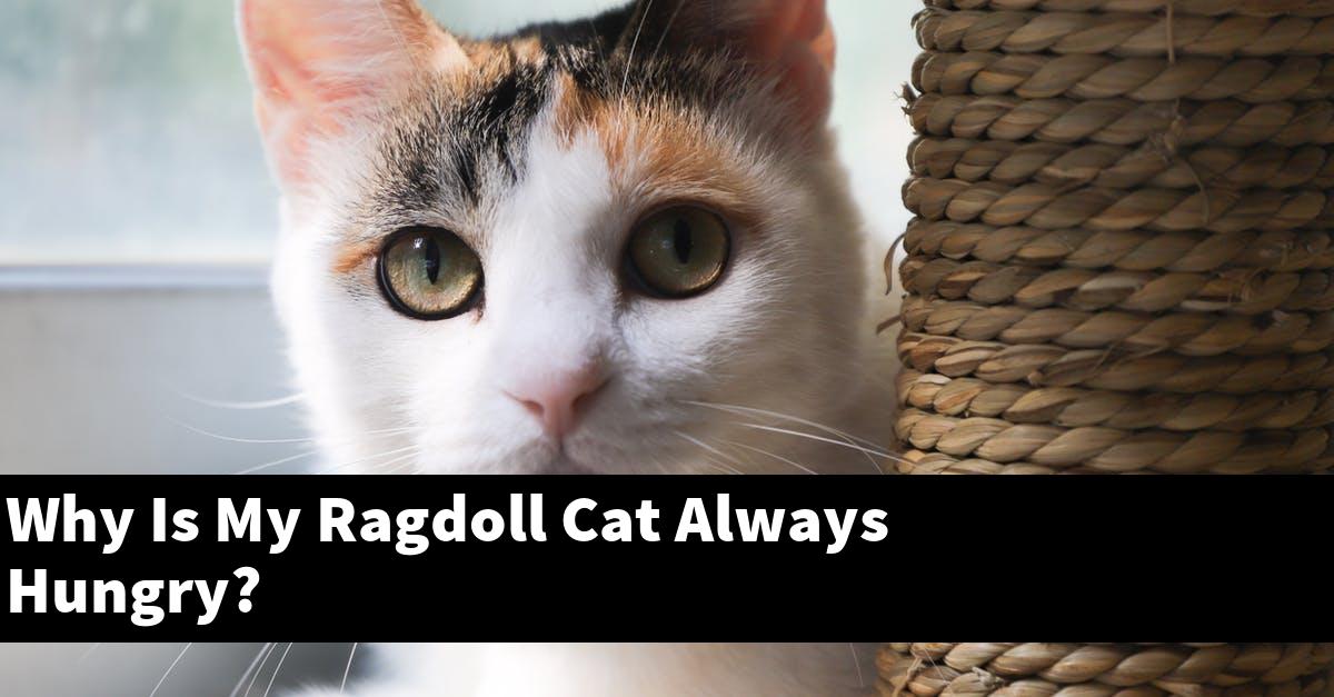 Why Is My Ragdoll Cat Always Hungry?