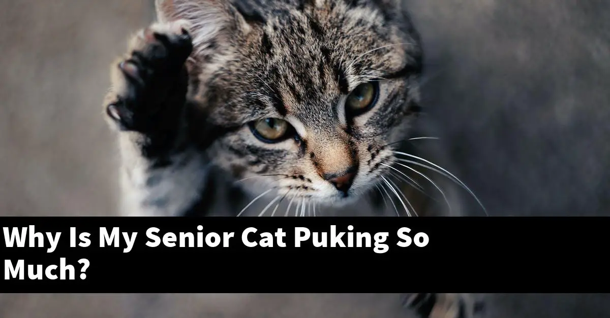 Why Is My Senior Cat Puking So Much?