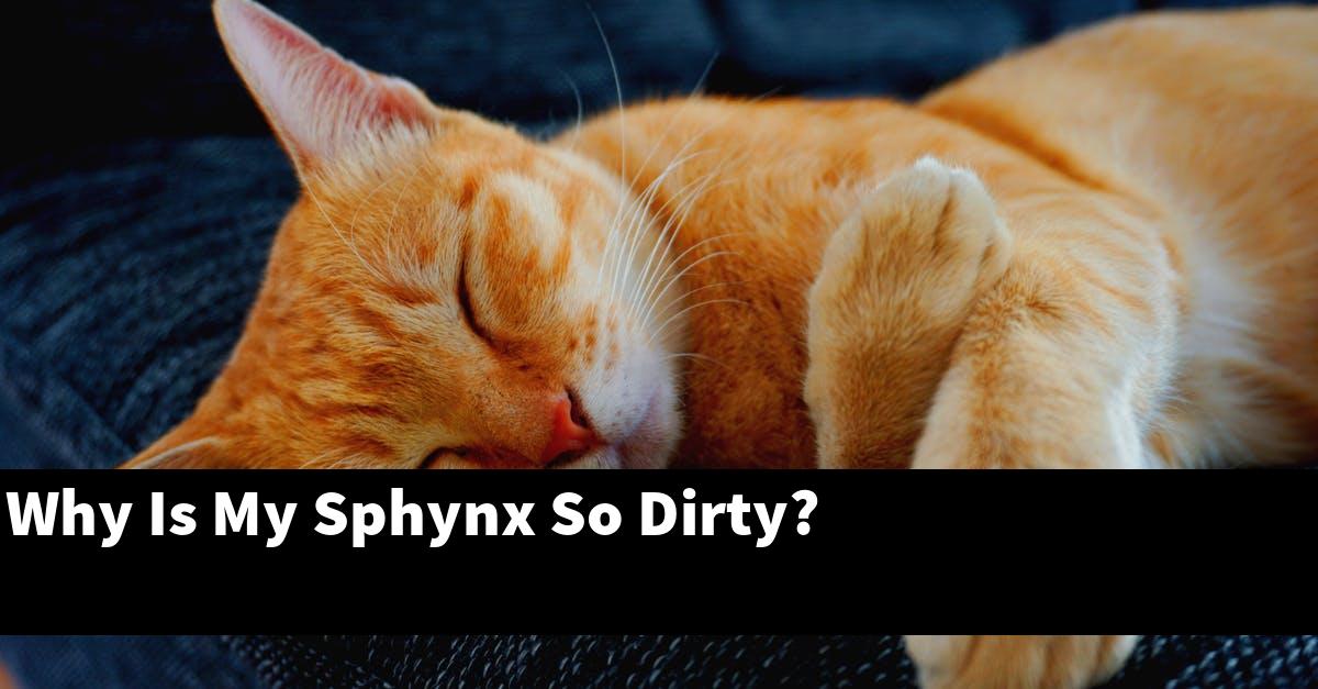 Why Is My Sphynx So Dirty?
