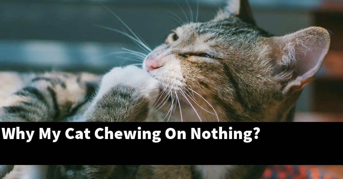 Why My Cat Chewing On Nothing?