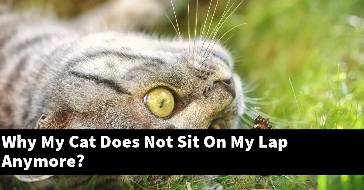 Why My Cat Does Not Sit On My Lap Anymore?