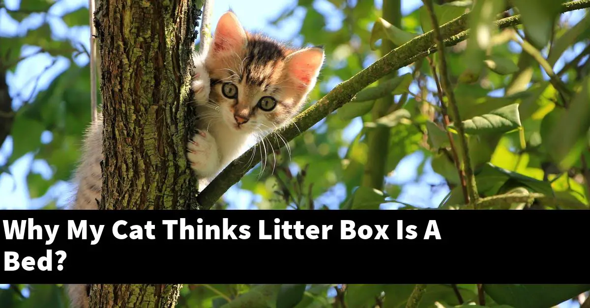Why My Cat Thinks Litter Box Is A Bed?