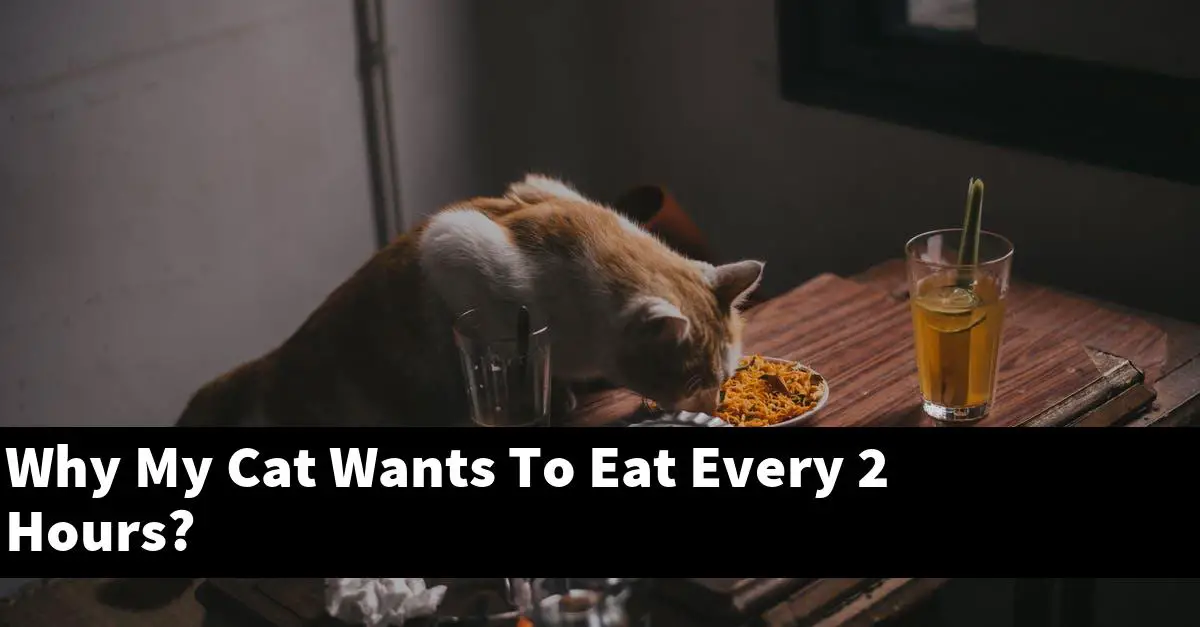 Why My Cat Wants To Eat Every 2 Hours?