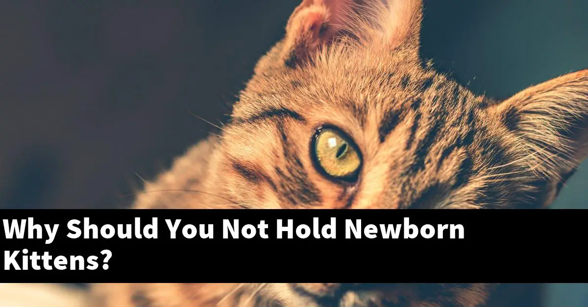 Why Should You Not Hold Newborn Kittens?