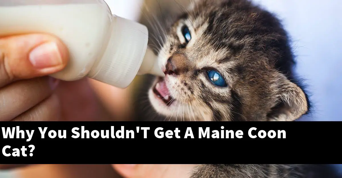 Why You Shouldn'T Get A Maine Coon Cat?