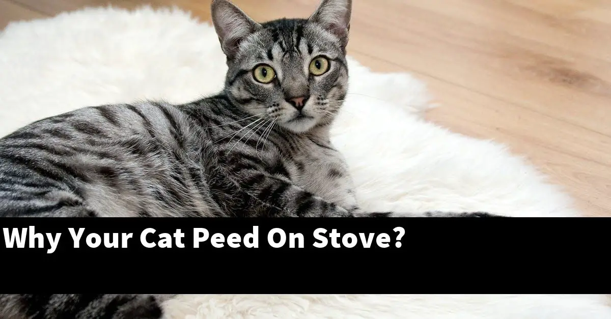 Why Your Cat Peed On Stove?