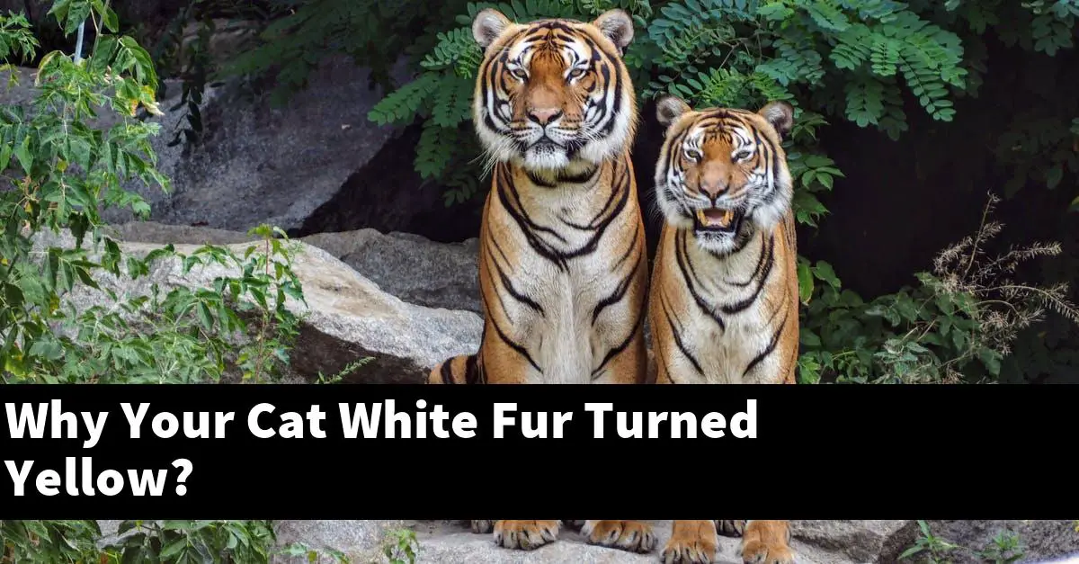 Why Your Cat White Fur Turned Yellow?