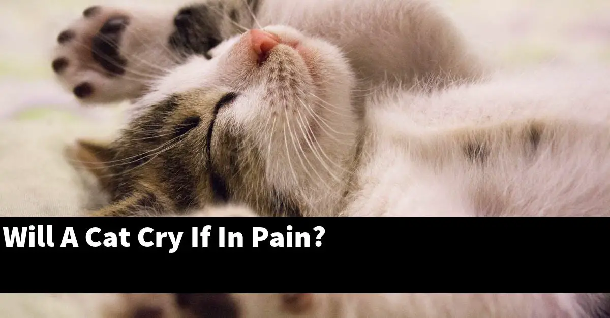 Will A Cat Cry If In Pain?