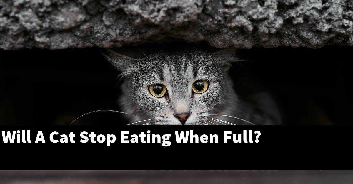 Will A Cat Stop Eating When Full?