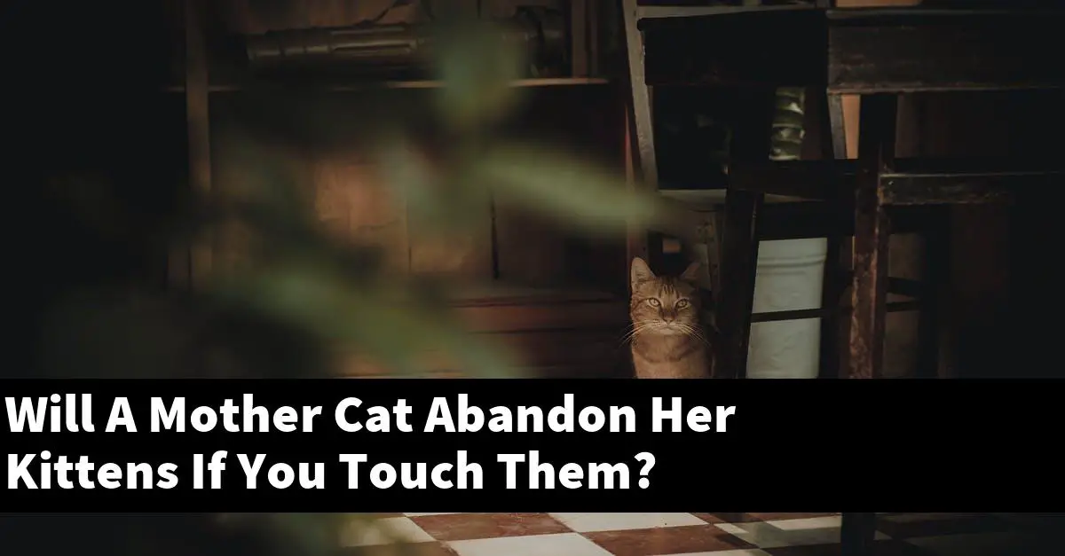 Will A Mother Cat Abandon Her Kittens If You Touch Them?