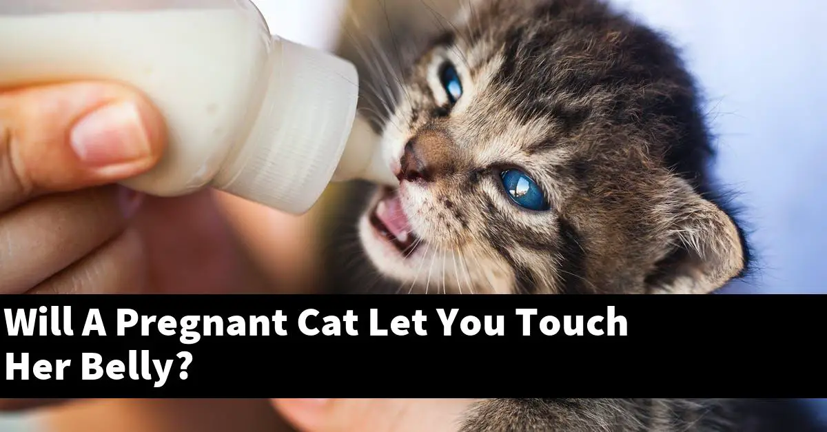 Will A Pregnant Cat Let You Touch Her Belly?