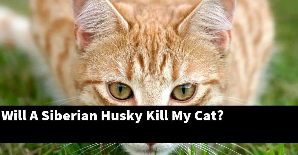Will A Siberian Husky Kill My Cat?