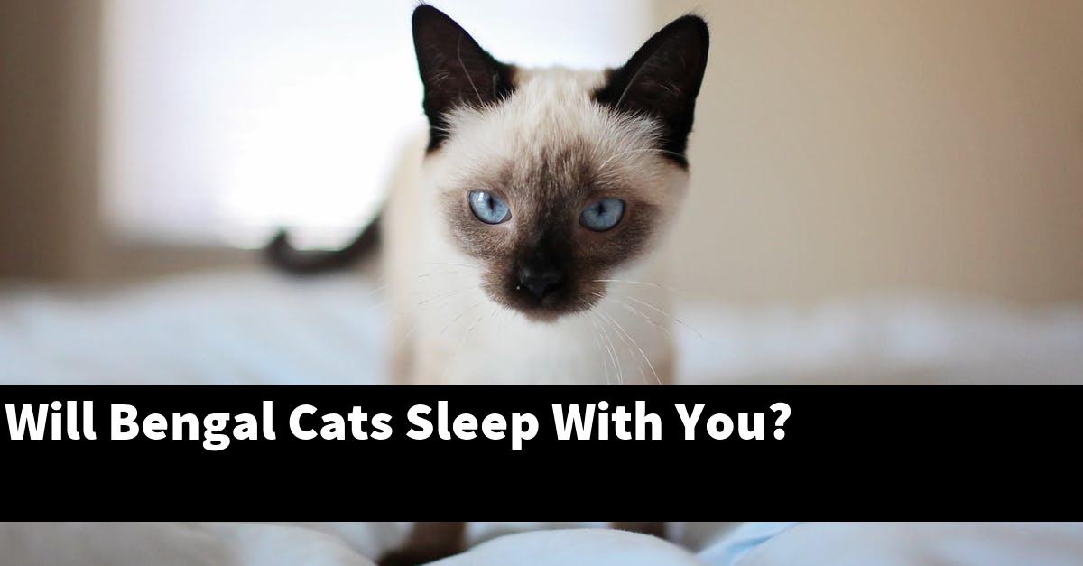 Will Bengal Cats Sleep With You?