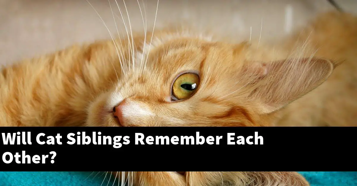 Will Cat Siblings Remember Each Other?
