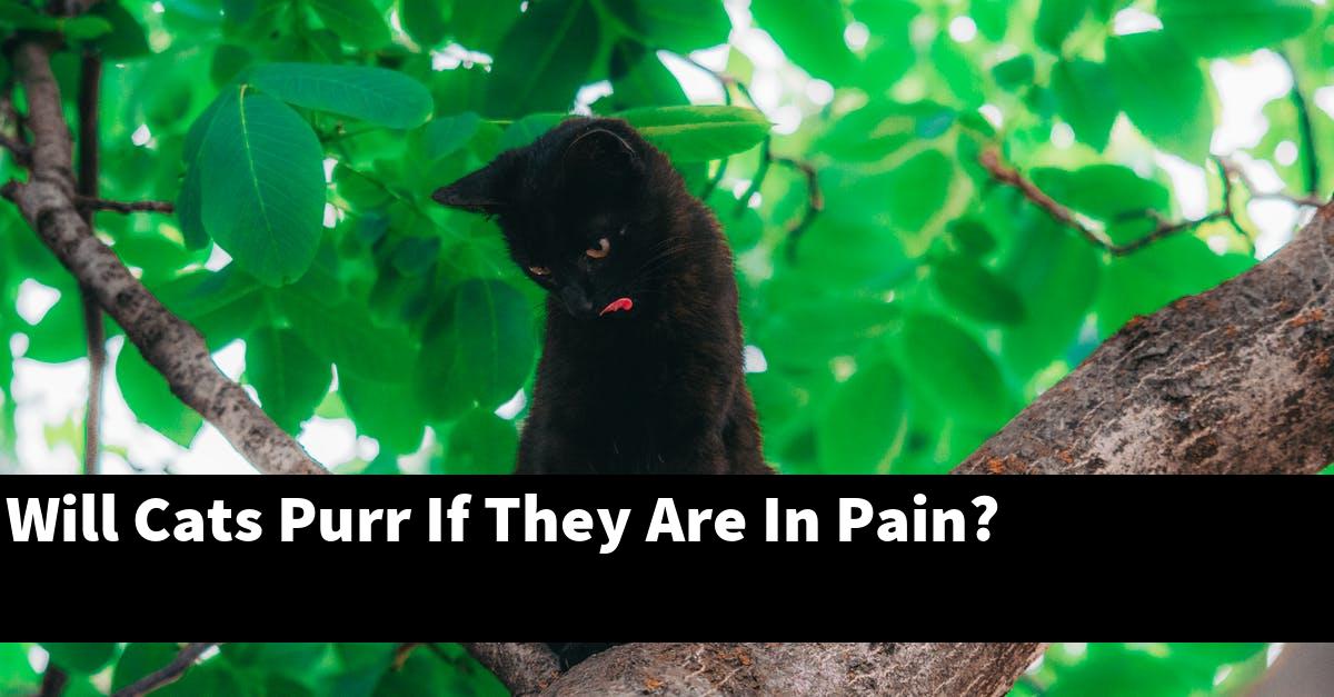 Will Cats Purr If They Are In Pain?