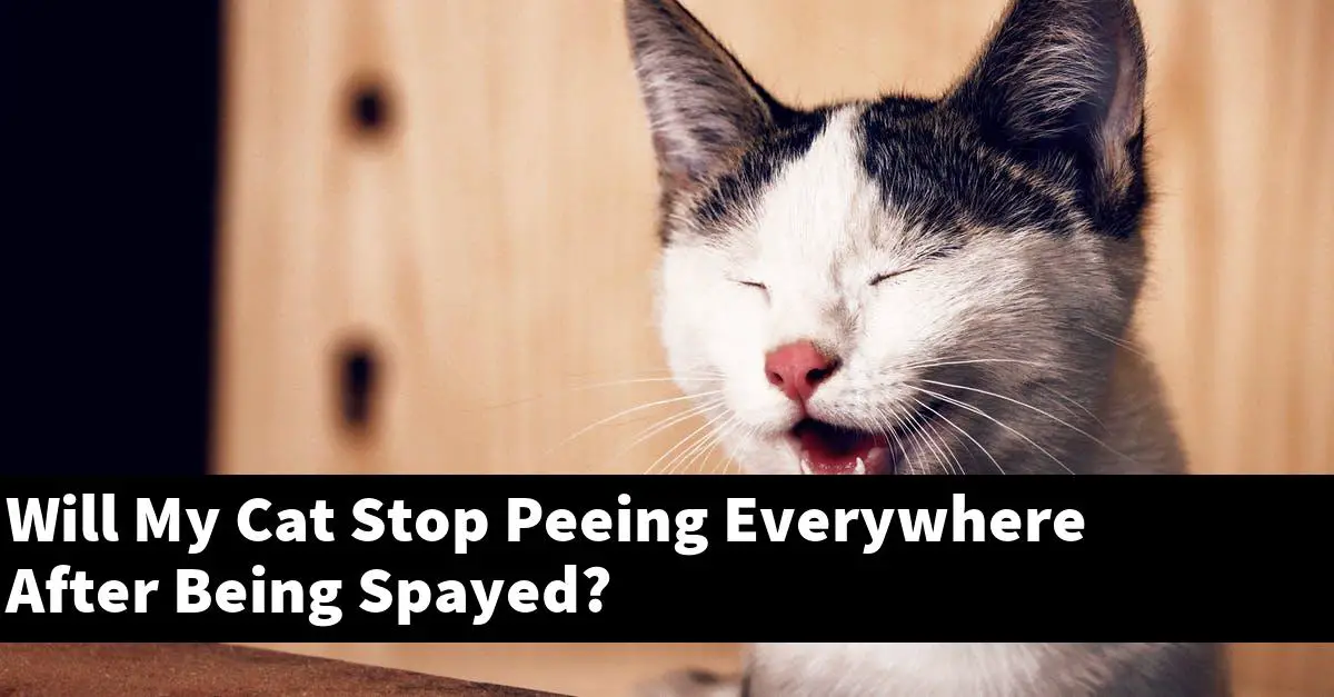 Will My Cat Stop Peeing Everywhere After Being Spayed?