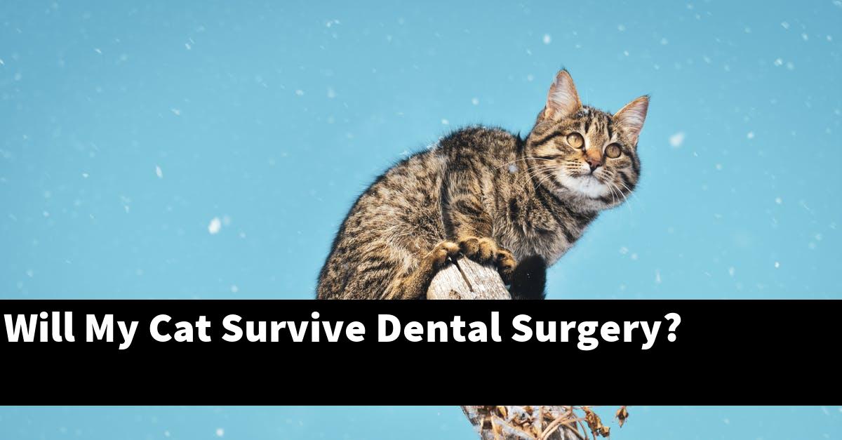 Will My Cat Survive Dental Surgery?