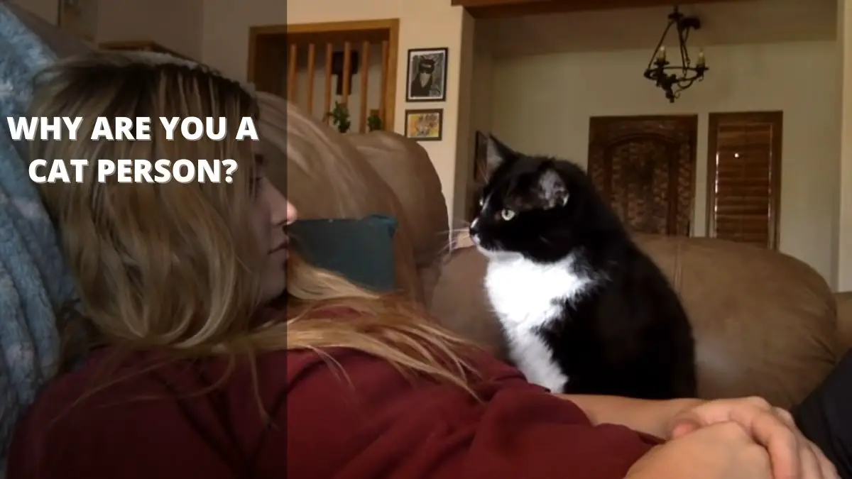 Why Are You a Cat Person?