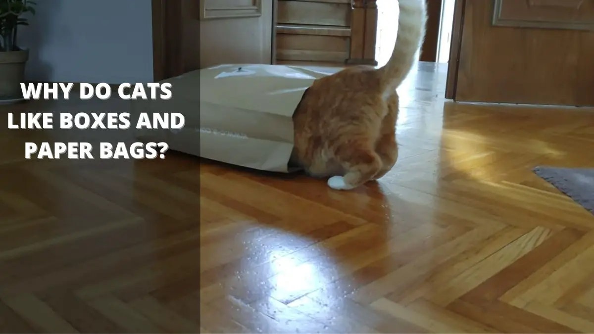 Why Do Cats Like Boxes and Paper Bags?